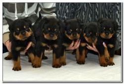 Akc Rottweiler Puppies loving homes.
