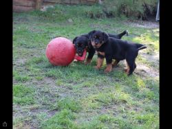 F1 Rottweiler Puppies Have Arrived