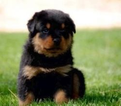 Champion Pure Breed Rottweiler Puppies Ready