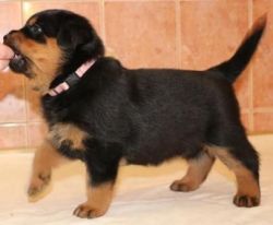 Adorable Rottweiller puppies for your lovely home!