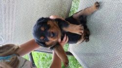 have 2 male and a female rottweilers puppies