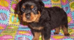 Akc Reg Rottweiler Puppies For Sale
