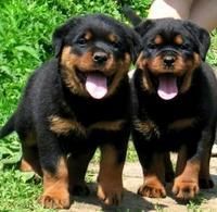Beautiful Rottweiler Puppies available
