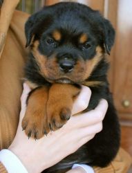 Superior rottweiler Puppies For Sale