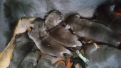 Rottweiler Puppies Will Be Very Large,