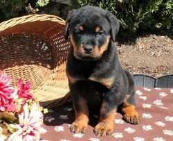 Male and female Rottweiler puppies ready for