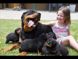 Male and female Rottweiler puppies