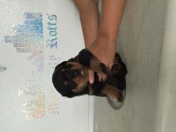 Excellent quality german rottweiler pups !!