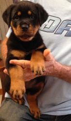 Akc registered Lovely Rottweiler Puppies