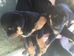 rottweiller puppies for lovely homes
