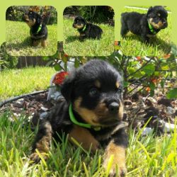 Rottweiler Puppies Available.