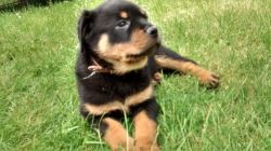 Kc Rottweiler Puppies for sale