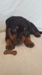Kc Rottweiler Pups Ready now for sale
