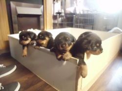 Chunky Rottweiler Cross Puppies