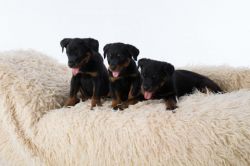 Superior German Rottweiler Puppies For Sale