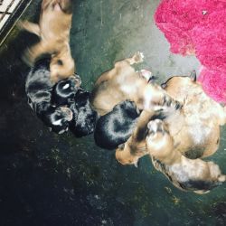 Rott/pitt mixed puppies