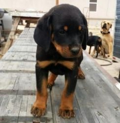 Quality German Rottweiler Puppies With Excellent Pedigrees