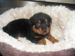 Lovely Rottweiler puppies