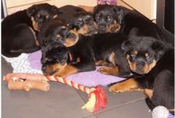 Potty Trained Litter of Akc German Rottweiler Puppies available
