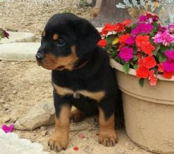 Ready Now German Rottweiler Pups For Rehoming.