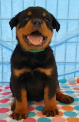 AKC Purebred Rottweilers