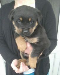 Rottweiler Puppy's For Sale