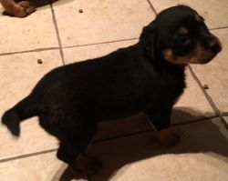 Chunky Rottweiler Pups For Sale