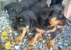 Rottweiler Puppy's For Sale