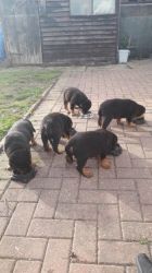 Chunky Male Rottweiler Puppies