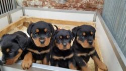 AKC Registered Rottweiler puppies for sale