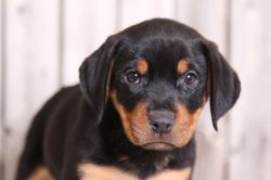 Awesome Rottweilers Puppies