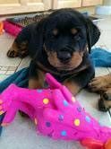 2 Rottweiler Puppies that needs to find a forever home.