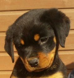Gorgeous Rottweiler Puppies For Sale