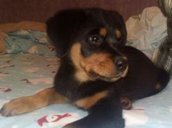 Rottweiler puppies for pet lovers.
