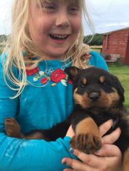 rottweiler pups for sale