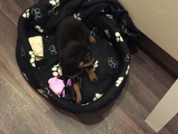 Chunky Female Rottweiler Puppy 8 Wks Old to go to new home