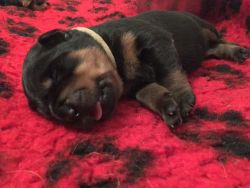 Rottweiler Pups For Sale Kc Registered.