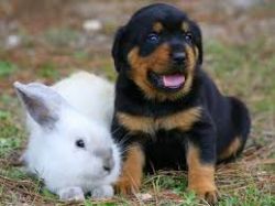AKC Lovely German Rottweiler Puppies for new home