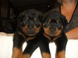 ROTTWEILER PUPPIES -REGISTERED -QUALITY
