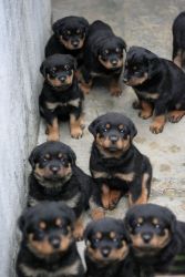 TOP QUALITY ROTTWEILER PUPPIES AVAILABLE