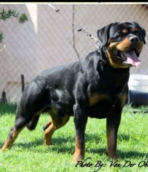 Akc Rottweiler For sale