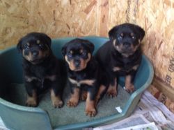 Big Chunky Rottweiler Puppies Great Parents.