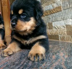 Show Quality Certified Bloodline Rottweiler Pups
