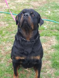 Akc rottweilers puppies