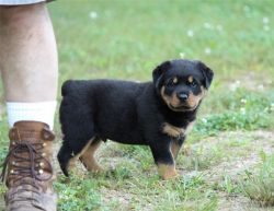 Male and female Rottweiler puppies for pet lovers