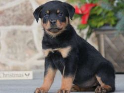 Marvelous AKC Rottweiler puppies for sale