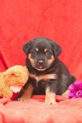 Lovable and Handsome Rottweiler