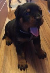 Cute and very beautiful and loving Rottweiler puppies,