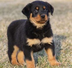 Healthy male and female Rottweiler puppies for good homes