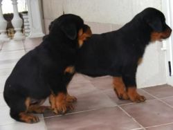 Charming Rottweilers puppies for sale (xxx)-xxx-xxxx